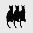 3 cats