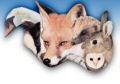 Willow Wildlife