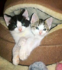 Loujon & Bijou