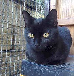 Sooty