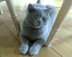 Flossie
