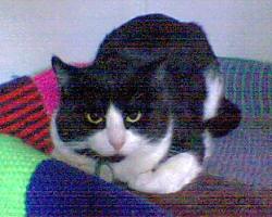 Patch
