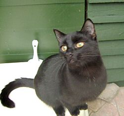 Billy