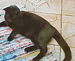 FiFi