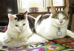 Tabitha & Truffles