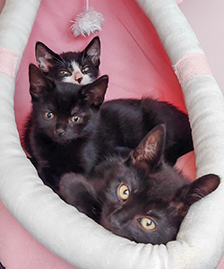 Angel, Delight & Muffin