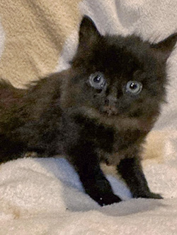 Kitten 1