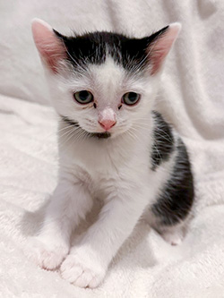 Kitten 2