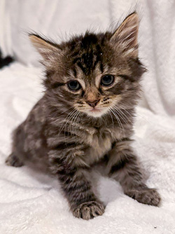 Kitten 3