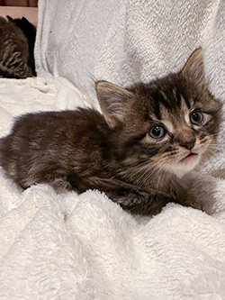 Kitten 4